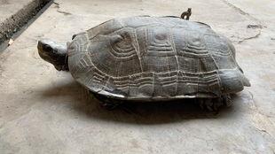 亚洲巨龟视频全集,穿越时空的生态传奇