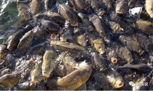 亚洲鲤鱼跳跃视频,捕捉自然奇观