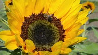 日韩片向日葵视频,向日葵视频中的温暖阳光