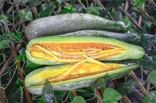 山西运城网红吃瓜,一场舌尖上的美食盛宴