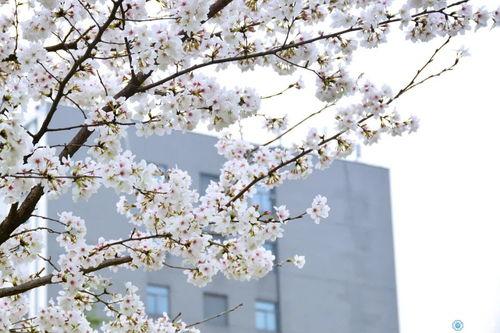 春意视频成人,视频成人生涯的蓬勃启航